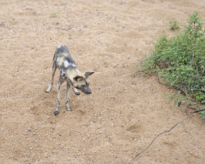 Dog, African Wild, wary near bridge-010113-Kruger National Park, South Africa-#0570-.jpg
