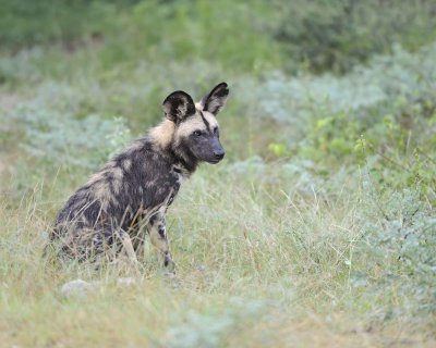 Dog, African Wild-010113-Kruger National Park, South Africa-#0524.jpg