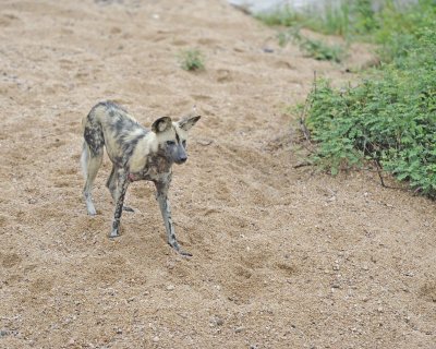 Dog, African Wild-010113-Kruger National Park, South Africa-#0594.jpg