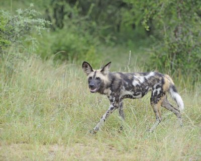 Dog, African Wild-010113-Kruger National Park, South Africa-#0672.jpg