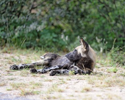 Dog, African Wild-010113-Kruger National Park, South Africa-#1972.jpg