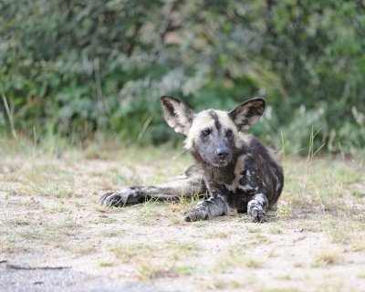 Dog, African Wild-010113-Kruger National Park, South Africa-#1983.jpg