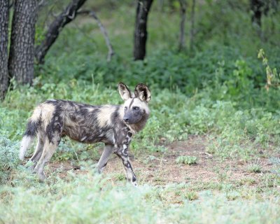 Dog, African Wild-010113-Kruger National Park, South Africa-#1997.jpg