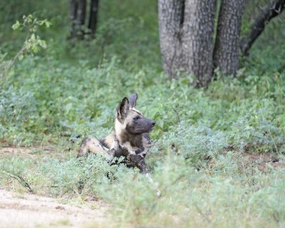 Dog, African Wild-010113-Kruger National Park, South Africa-#2037.jpg