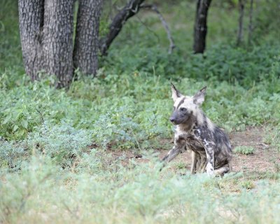 Dog, African Wild-010113-Kruger National Park, South Africa-#2044.jpg