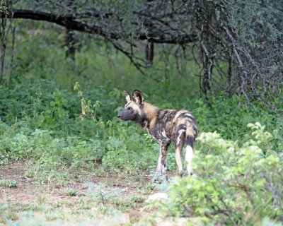 Dog, African Wild-010113-Kruger National Park, South Africa-#2059.jpg