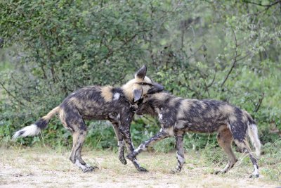 Dog, African Wild-010113-Kruger National Park, South Africa-#2065.jpg