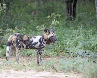 Dog, African Wild-010113-Kruger National Park, South Africa-#2070.jpg