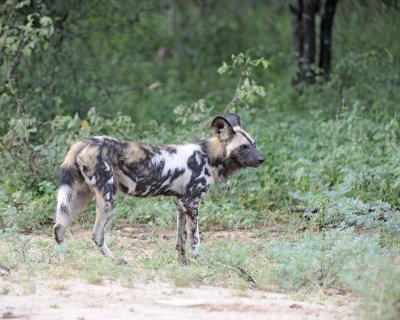 Dog, African Wild-010113-Kruger National Park, South Africa-#2073.jpg
