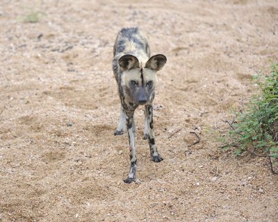 Dog, African Wild-010113-Kruger National Park, South Africa-#2141.jpg