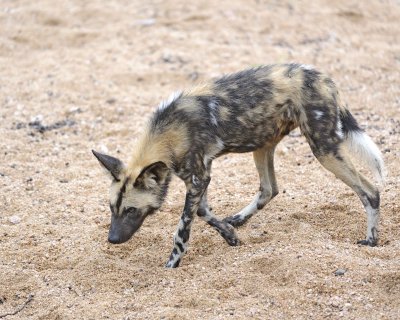 Dog, African Wild-010113-Kruger National Park, South Africa-#2143.jpg