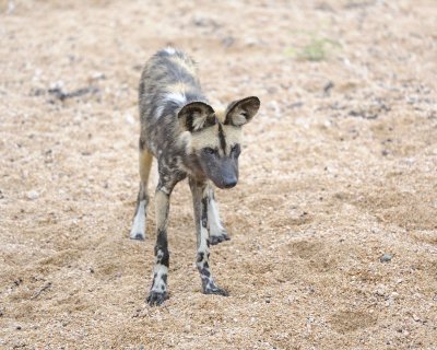 Dog, African Wild-010113-Kruger National Park, South Africa-#2167.jpg