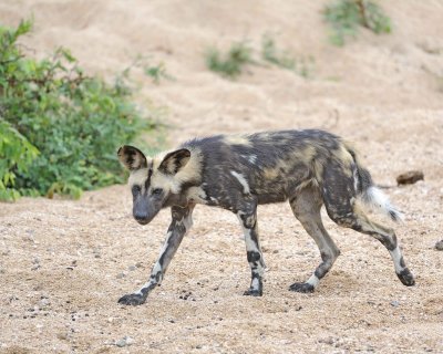 Dog, African Wild-010113-Kruger National Park, South Africa-#2177.jpg