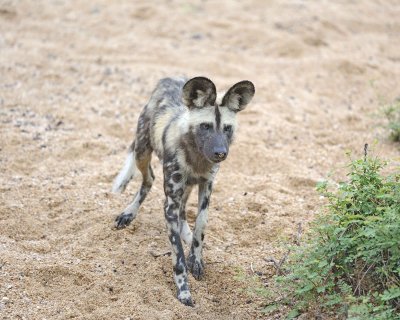 Dog, African Wild-010113-Kruger National Park, South Africa-#2186.jpg