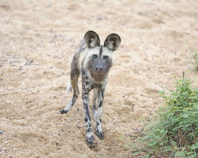 Dog, African Wild-010113-Kruger National Park, South Africa-#2187.jpg