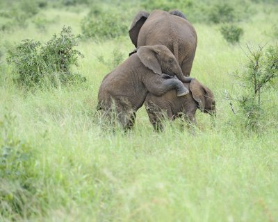 Elephant, African, 2 Calves-010113-Kruger National Park, South Africa-#1674.jpg