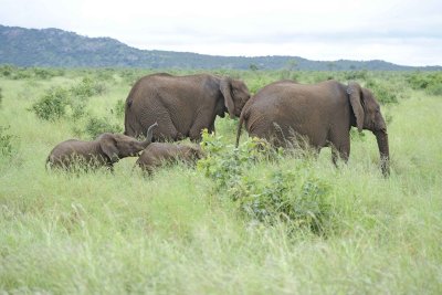 Elephant, African, 2 Cows, 2 Calves-010113-Kruger National Park, South Africa-#1654.jpg