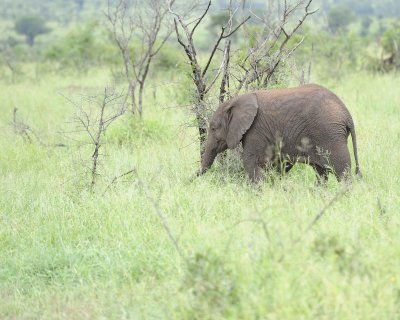 Elephant, African, Calf-010113-Kruger National Park, South Africa-#1312.jpg