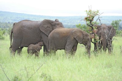 Elephant, African, Herd, Calf Nursing-010113-Kruger National Park, South Africa-#1259.jpg