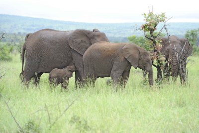 Elephant, African, Herd, Calf Nursing-010113-Kruger National Park, South Africa-#1260.jpg