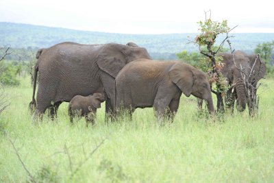 Elephant, African, Herd, Calf Nursing-010113-Kruger National Park, South Africa-#1262.jpg