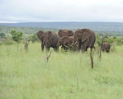 Elephant, African, Herd-010113-Kruger National Park, South Africa-#1212.jpg