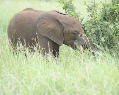 Elephant, African, Juvenile-010113-Kruger National Park, South Africa-#1700.jpg
