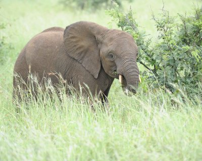 Elephant, African, Juvenile-010113-Kruger National Park, South Africa-#1709-.jpg