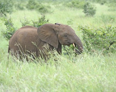 Elephant, African, Juvenile-010113-Kruger National Park, South Africa-#1714.jpg