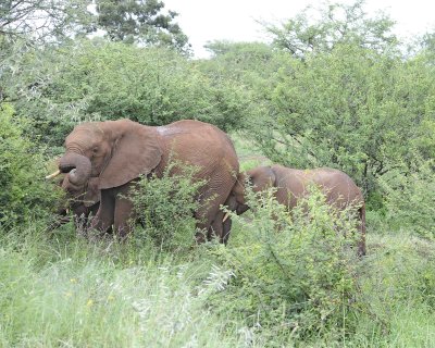 Elephant, African, group-010113-Kruger National Park, South Africa-#0848.jpg