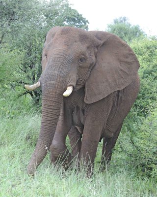 Elephant, African-010113-Kruger National Park, South Africa-#0835.jpg