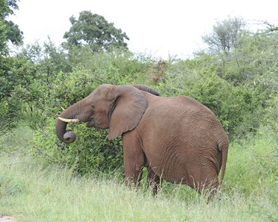 Elephant, African-010113-Kruger National Park, South Africa-#0870.jpg