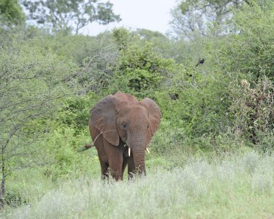 Elephant, African-010113-Kruger National Park, South Africa-#0873.jpg
