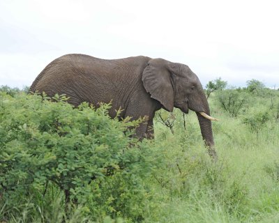Elephant, African-010113-Kruger National Park, South Africa-#0971.jpg