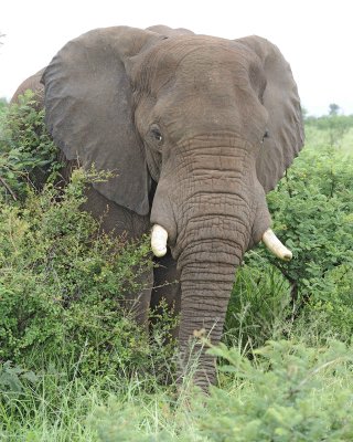 Elephant, African-010113-Kruger National Park, South Africa-#0994.jpg