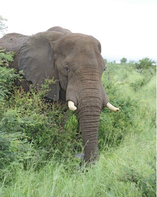 Elephant, African-010113-Kruger National Park, South Africa-#0998.jpg