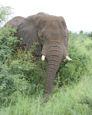Elephant, African-010113-Kruger National Park, South Africa-#1002.jpg