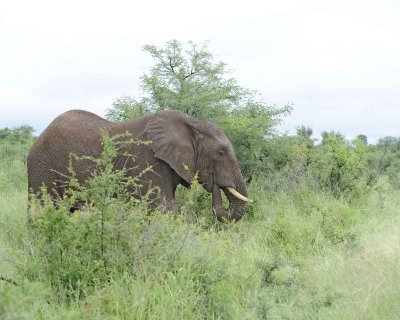 Elephant, African-010113-Kruger National Park, South Africa-#1005.jpg