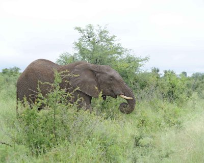 Elephant, African-010113-Kruger National Park, South Africa-#1016.jpg