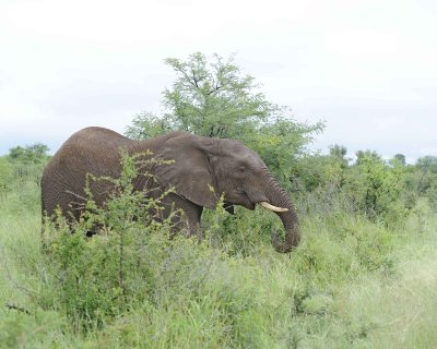 Elephant, African-010113-Kruger National Park, South Africa-#1017.jpg