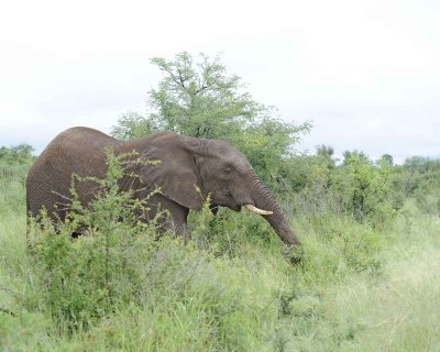 Elephant, African-010113-Kruger National Park, South Africa-#1018.jpg