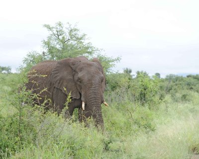 Elephant, African-010113-Kruger National Park, South Africa-#1022.jpg