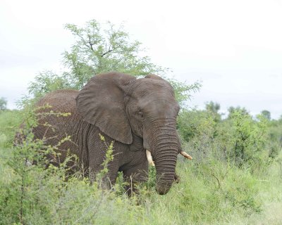 Elephant, African-010113-Kruger National Park, South Africa-#1032.jpg