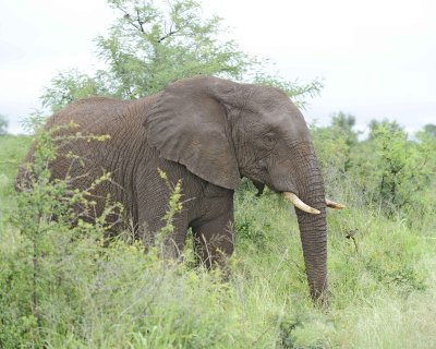 Elephant, African-010113-Kruger National Park, South Africa-#1043.jpg