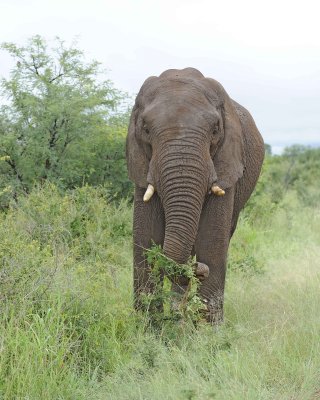 Elephant, African-010113-Kruger National Park, South Africa-#1095.jpg