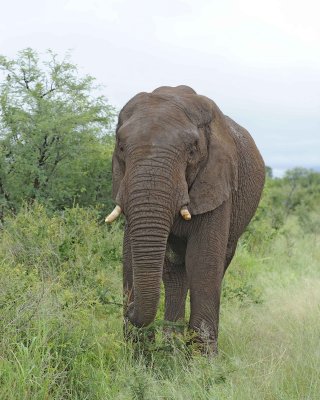 Elephant, African-010113-Kruger National Park, South Africa-#1098.jpg