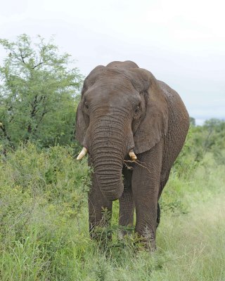 Elephant, African-010113-Kruger National Park, South Africa-#1100.jpg