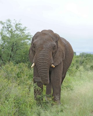 Elephant, African-010113-Kruger National Park, South Africa-#1101.jpg