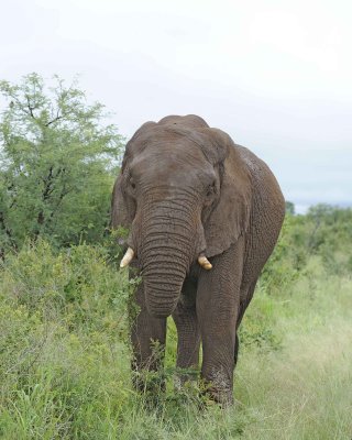 Elephant, African-010113-Kruger National Park, South Africa-#1102.jpg