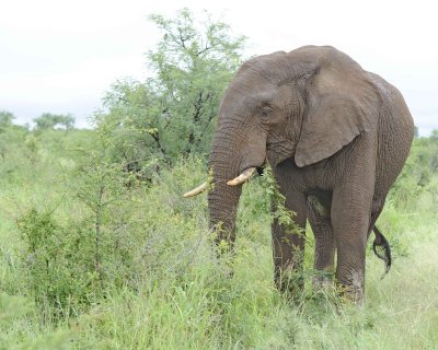 Elephant, African-010113-Kruger National Park, South Africa-#1103.jpg